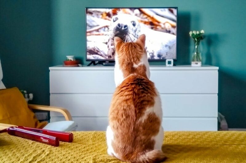Cat Scratching TV